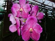 Asisbiz Philippine Orchids Cebu Moal Boal Orchid Farm 02