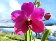 Asisbiz Philippine Orchids Cebu Moal Boal Orchid Farm 11