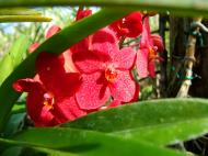 Asisbiz Philippine Orchids Cebu Moal Boal Orchid Farm 13