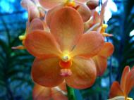 Asisbiz Philippine Orchids Cebu Moal Boal Orchid Farm 42