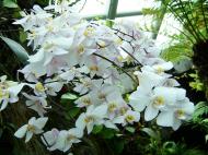 Asisbiz Singapore Botanical Garden Orchids 04