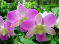 Asisbiz Singapore Orchids Botanical Garden 02