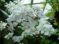 Asisbiz Singapore Orchids Botanical Garden 05