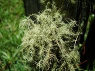 Asisbiz Textures Grass Molds Mosses 02