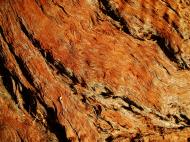 Asisbiz Textures Trees bark 01