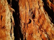 Asisbiz Textures Trees bark 02