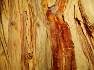 Asisbiz Textures Trees bark 03