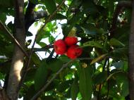 Asisbiz Philippines Fruits Berries Seeds 13