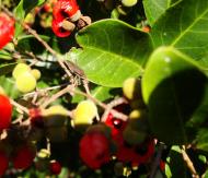 Asisbiz Philippines Fruits Berries Seeds 35