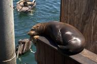 Asisbiz California Sea Lion Zalophus californianus Old Fishermans Grotto Wharf Monterey 01
