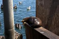 Asisbiz California Sea Lion Zalophus californianus Old Fishermans Grotto Wharf Monterey 12