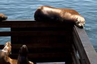 Asisbiz California Sea Lion Zalophus californianus Old Fishermans Grotto Wharf Monterey 19