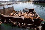 Asisbiz California Sea Lion Zalophus californianus Old Fishermans Grotto Wharf Monterey 23