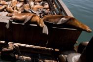 Asisbiz California Sea Lion Zalophus californianus Old Fishermans Grotto Wharf Monterey 24