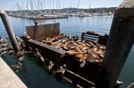 Asisbiz California Sea Lion Zalophus californianus Old Fishermans Grotto Wharf Monterey 25