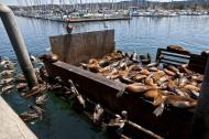 Asisbiz California Sea Lion Zalophus californianus Old Fishermans Grotto Wharf Monterey 26