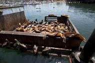 Asisbiz California Sea Lion Zalophus californianus Old Fishermans Grotto Wharf Monterey 27