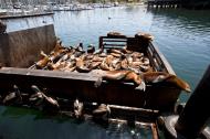 Asisbiz California Sea Lion Zalophus californianus Old Fishermans Grotto Wharf Monterey 30