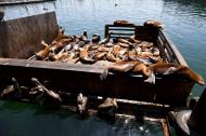 Asisbiz California Sea Lion Zalophus californianus Old Fishermans Grotto Wharf Monterey 31
