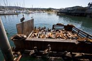 Asisbiz California Sea Lion Zalophus californianus Old Fishermans Grotto Wharf Monterey 32