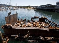 Asisbiz California Sea Lion Zalophus californianus Old Fishermans Grotto Wharf Monterey 33