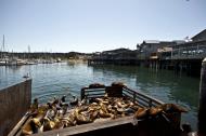 Asisbiz California Sea Lion Zalophus californianus Old Fishermans Grotto Wharf Monterey 34