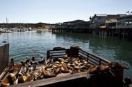 Asisbiz California Sea Lion Zalophus californianus Old Fishermans Grotto Wharf Monterey 36
