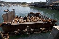 Asisbiz California Sea Lion Zalophus californianus Old Fishermans Grotto Wharf Monterey 37