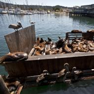 Asisbiz California Sea Lion Zalophus californianus Old Fishermans Grotto Wharf Monterey 38