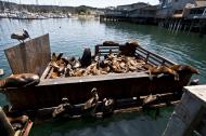Asisbiz California Sea Lion Zalophus californianus Old Fishermans Grotto Wharf Monterey 43