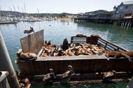 Asisbiz California Sea Lion Zalophus californianus Old Fishermans Grotto Wharf Monterey 45