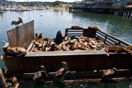 Asisbiz California Sea Lion Zalophus californianus Old Fishermans Grotto Wharf Monterey 46