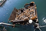 Asisbiz California Sea Lion Zalophus californianus Old Fishermans Grotto Wharf Monterey 49