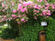 Asisbiz Australia Flaxton Area Flowering Bushes 01