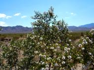 Asisbiz Navada Desert Bushes 05