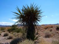 Asisbiz Navada Desert Bushes 06