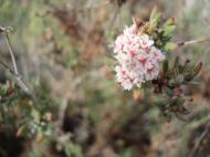 Asisbiz Navada Desert Bushes 14