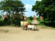 Asisbiz Myanmar Pagan Bullock Cart 200410 04