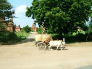 Asisbiz Myanmar Pagan Bullock Cart 200410 05