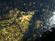 Asisbiz Textures saltwater Monterey Carmel seashore Marine life 06