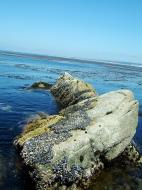 Asisbiz Textures saltwater Monterey Carmel seashore Marine life 09