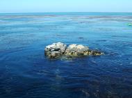 Asisbiz Textures saltwater Monterey Carmel seashore Marine life 14