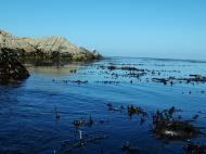 Asisbiz Textures saltwater Monterey Carmel seashore Marine life 17