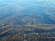 Asisbiz Textures saltwater Monterey Carmel seashore Marine life 19