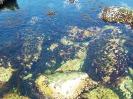 Asisbiz Textures saltwater Monterey Carmel seashore Marine life 22