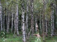 Asisbiz Sweden Norrbotten County Birch trees 01