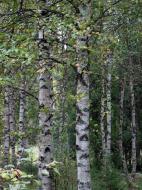 Asisbiz Sweden Norrbotten County Birch trees 02