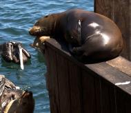 Asisbiz California Sea Lion Zalophus californianus Old Fishermans Grotto Wharf Monterey 02