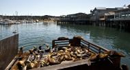 Asisbiz California Sea Lion Zalophus californianus Old Fishermans Grotto Wharf Monterey 03