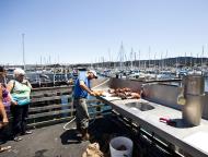 Asisbiz Old Fishermans Grotto Wharf fisherman processing the days catch Monterey CA 02